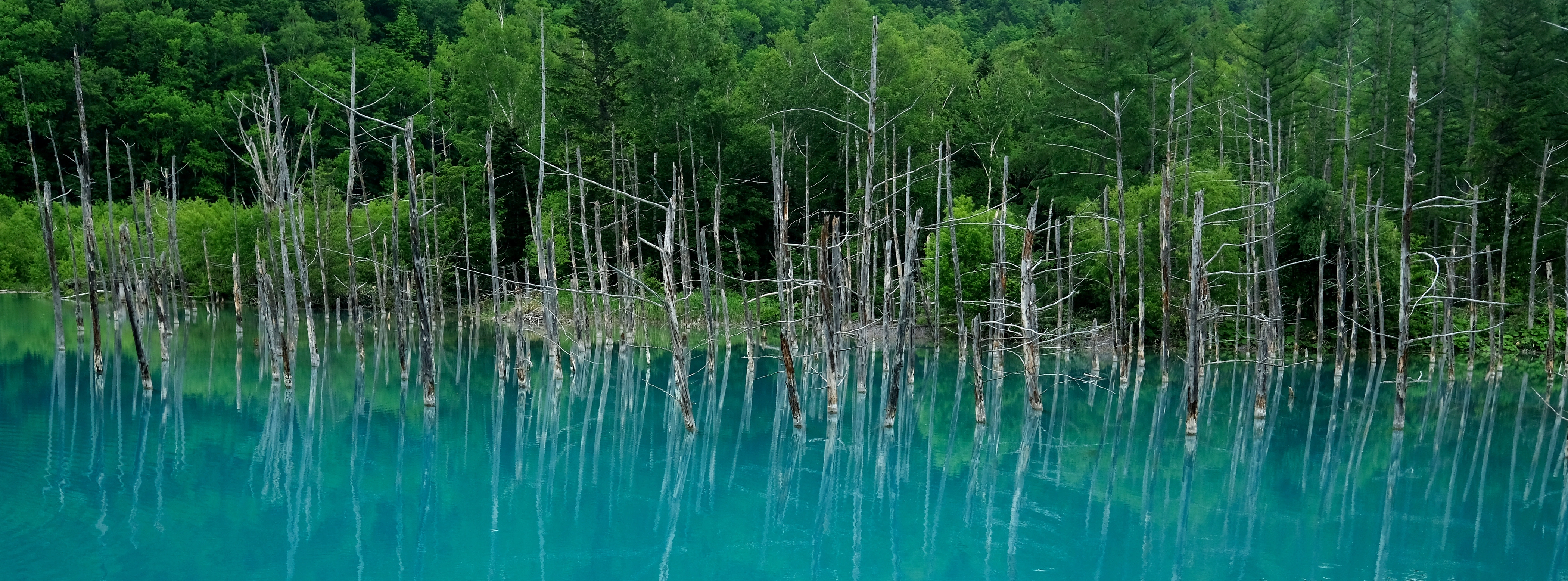 Turquoise water reflecting a forest at Shirogane Blue Pond in Hokkaido